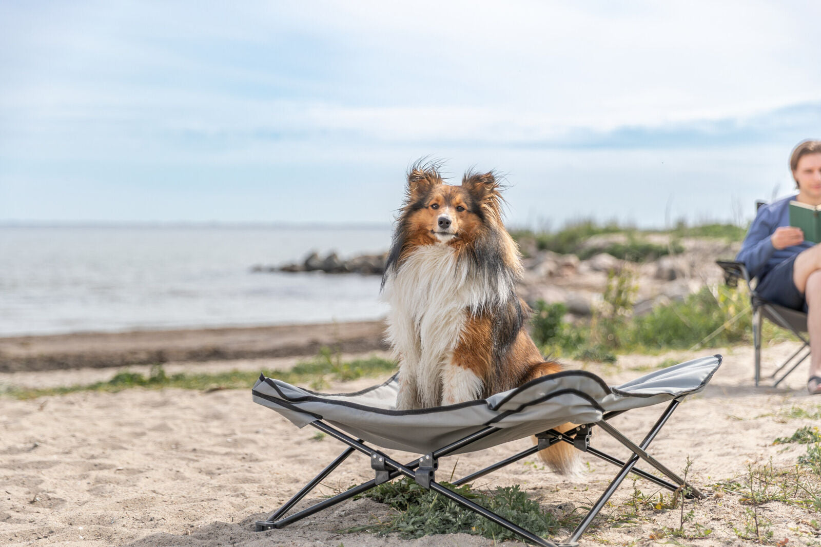 Ein tricolorierter Hund sitzt auf einem Klappstuhl am Strand, während eine Person im Hintergrund sitzt.