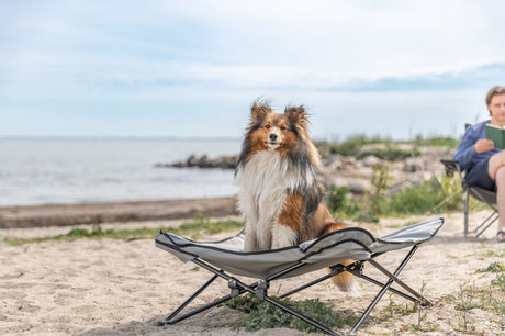 Ein tricolorierter Hund sitzt auf einem Klappstuhl am Strand, während eine Person im Hintergrund sitzt.