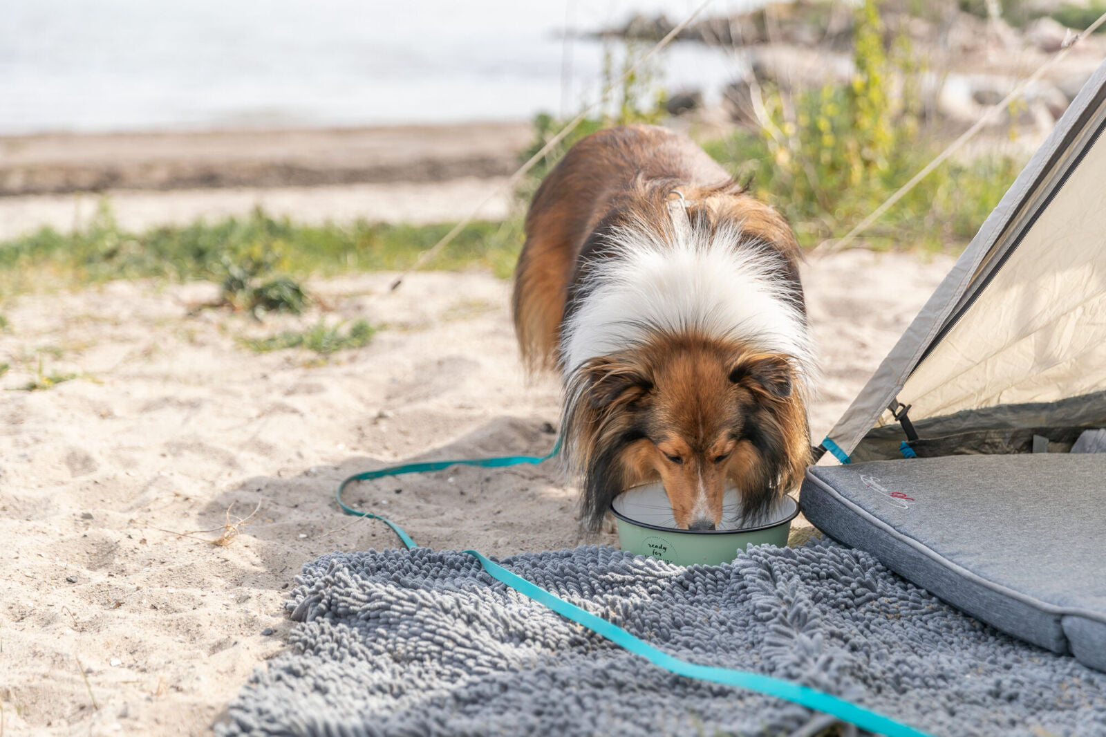 Hund trinkt aus Napf neben Zelt auf Sand mit grauer Decke im Vordergrund.