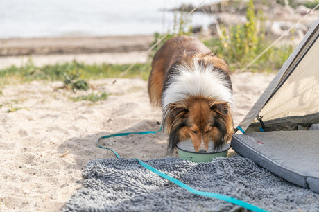 Hund trinkt aus Napf neben Zelt auf Sand mit grauer Decke im Vordergrund.