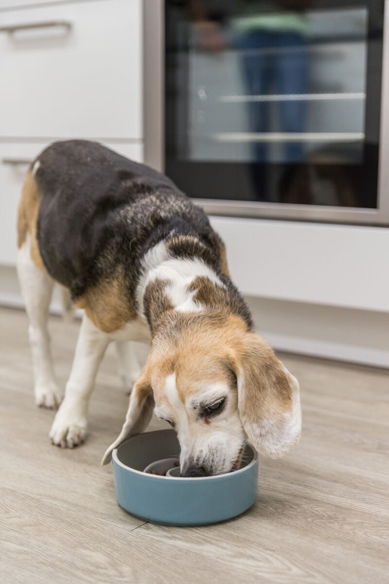 Hund frisst aus blauer Futterschüssel auf Küchenboden.