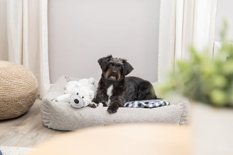 Ein kleiner schwarzer Hund liegt in einem grauen Hundebett mit einem weißen Plüschtier.