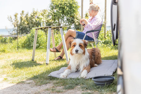 Hund liegt auf grauem Hundebett im Garten, während im Hintergrund eine Person sitzt.