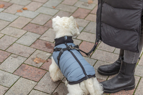 Kleiner Hund mit blauer Jacke an Leine neben einer Person auf gepflastertem Boden.