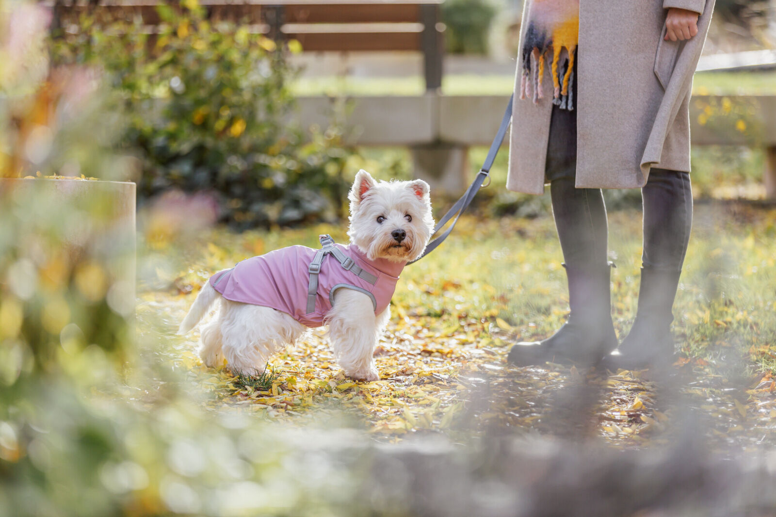 Ein kleiner Hund in rosa Mantel steht an einer Leine auf herbstlichem Gras neben einer Person.
