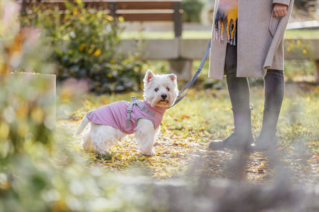 Ein kleiner Hund in rosa Mantel steht an einer Leine auf herbstlichem Gras neben einer Person.