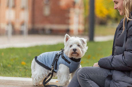 Ein kleiner Hund mit blauer Jacke steht auf Holz neben einer Person im Freien.