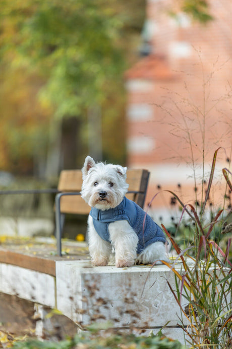 Kleiner Hund mit blauer Jacke sitzt auf einer Steinmauer im herbstlichen Garten.