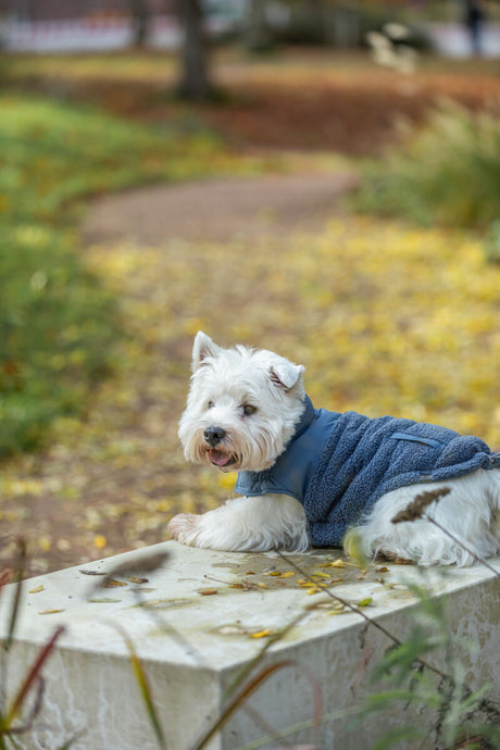 Weißer Hund in blauem Mantel liegt auf einer Steinbank im herbstlichen Park.
