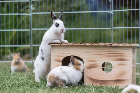Zwei Kaninchen, eines daneben und eines davor, mit einem Holzhäuschen im Freigehege.