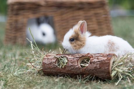 Kaninchen mit braun-weißen Fell liegt neben einem Holzspielzeug auf einer Wiese.