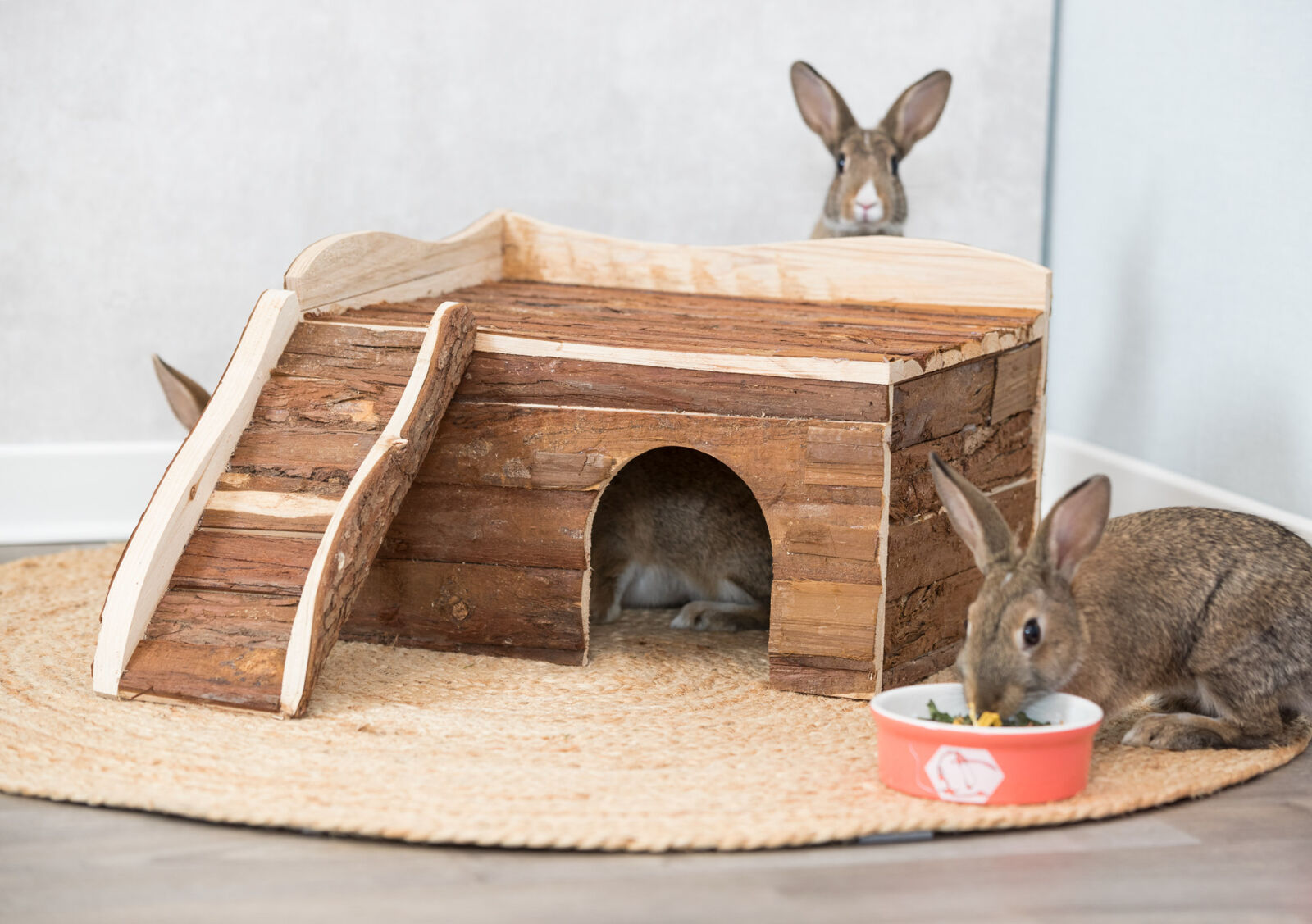 Drei Kaninchen um eine Holzhütte, eines frisst aus einer orangefarbenen Schüssel.