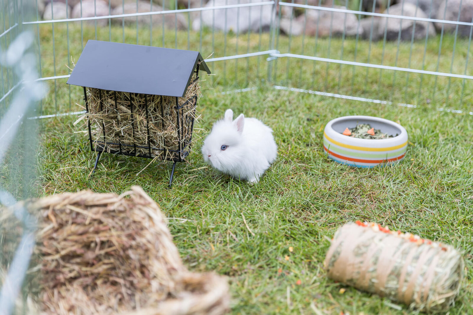Weißes Kaninchen sitzt neben Heuraufe auf Rasen in einem umzäunten Auslauf.
