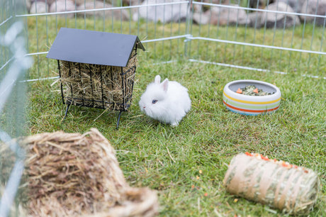 Weißes Kaninchen sitzt neben Heuraufe auf Rasen in einem umzäunten Auslauf.