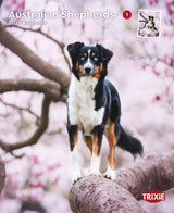 Kalender Australian Shepherd