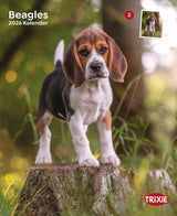 Kalender Beagle