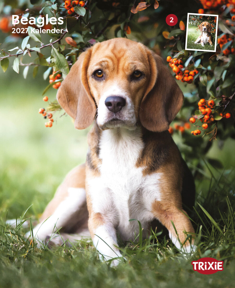 Kalender Beagle