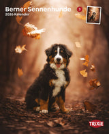 Kalender Berner Sennenhunde