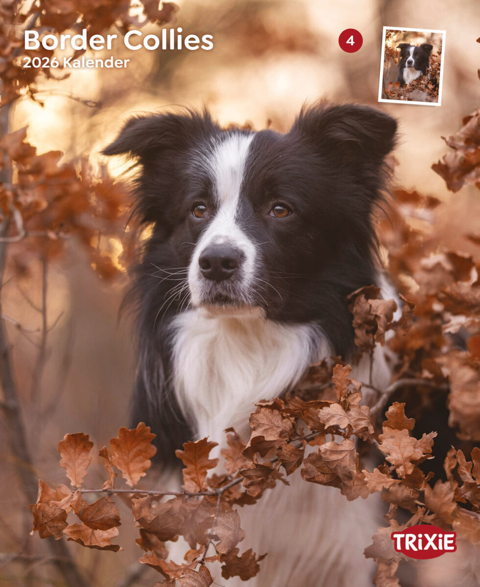 Kalender Border Collies