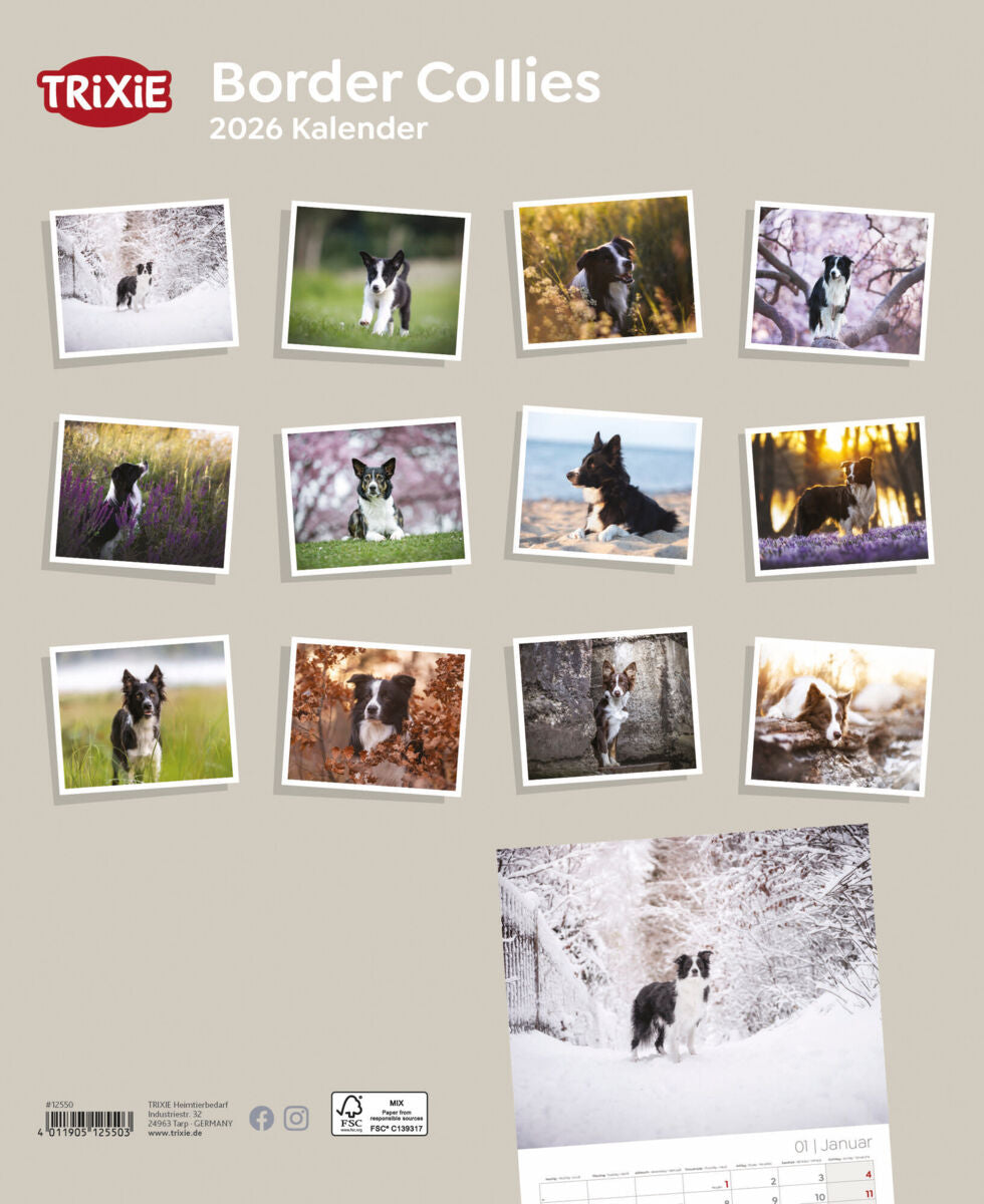 Kalender Border Collies