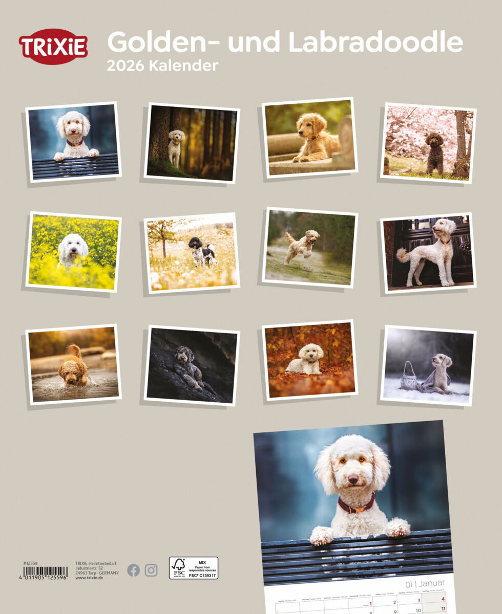 Kalender Golden-und Labradoodle