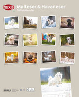 Kalender Malteser/Havaneser