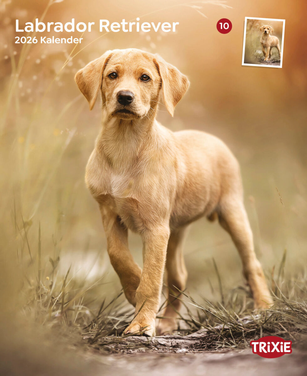 Kalender Labrador Retriever