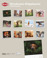 Kalender Rhodesian Ridgebacks