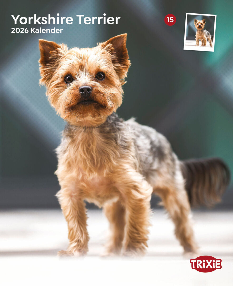 Kalender Yorkshire Terrier