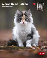 Kalender Maine Coon Katzen