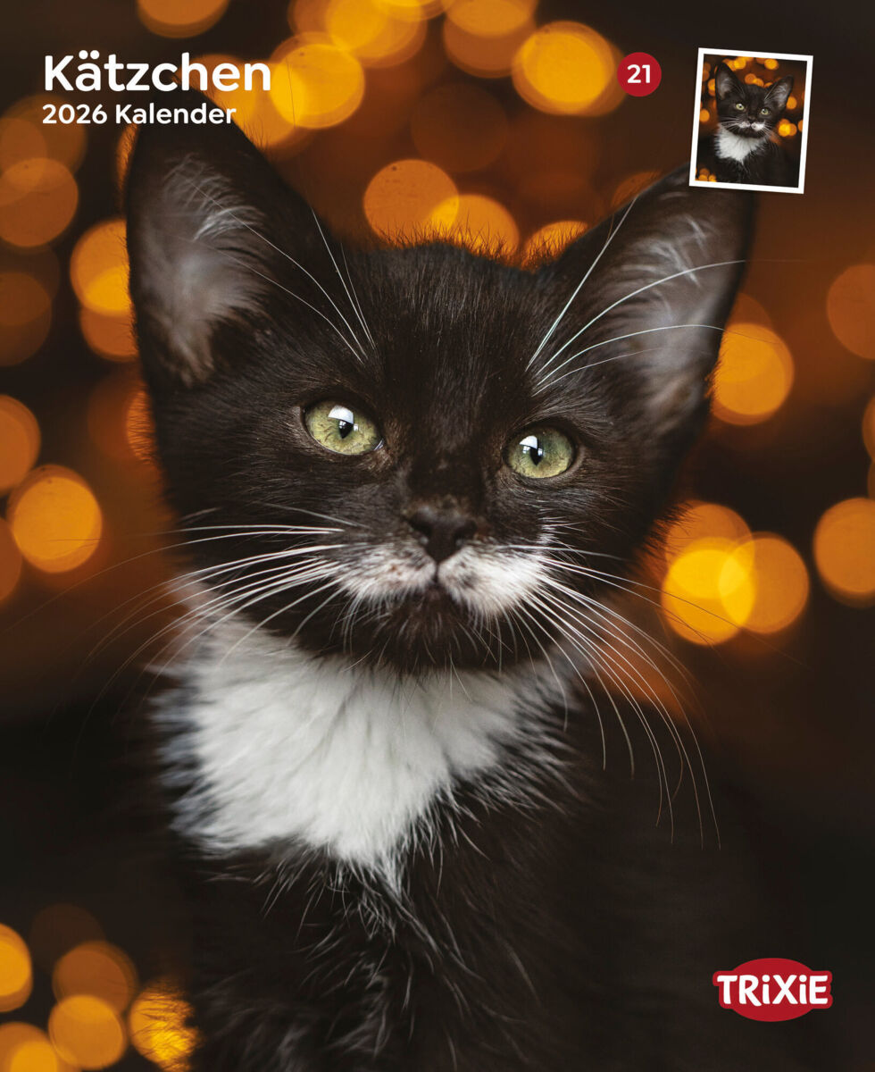 Kalender Kätzchen