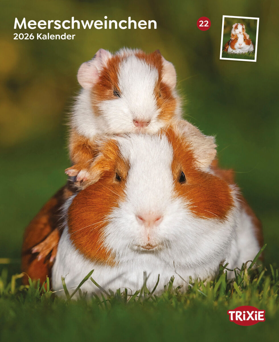 Kalender Meerschweinchen