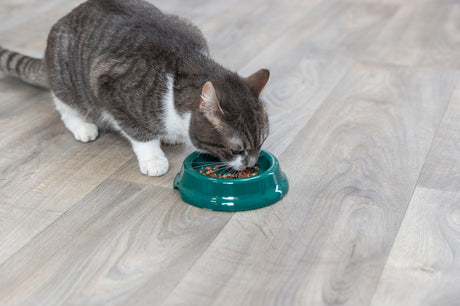 PHO_PRO_CAT_2474-3