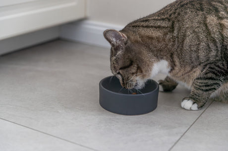 PHO_PRO_CAT_24810-1