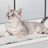 PHO_PRO_CAT_38041-1