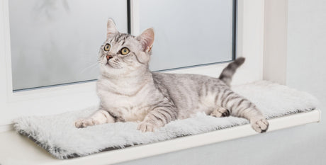 PHO_PRO_CAT_38041-1