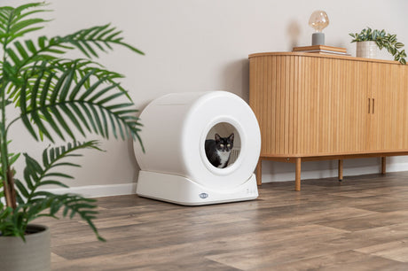 Eine Katze sitzt in einer weißen, runden Katzentoilette neben einem hölzernen Schrank und einer Pflanze.