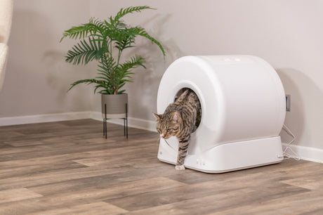 Eine getigerte Katze verlässt eine weiße, runde Katzentoilette mit einer Pflanze im Hintergrund auf einem Holzboden.