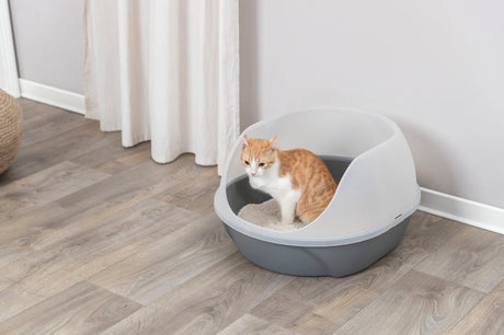 Eine Katze sitzt in einer grauen Katzentoilette mit teilweise durchsichtigem oberen Rand auf einem Holzboden.