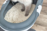 Katze steht in einer grauen Katzentoilette mit weißem Streu.