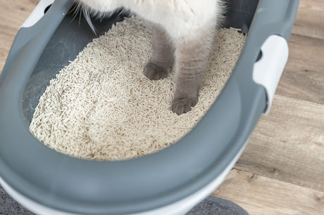 Katze steht in einer grauen Katzentoilette mit weißem Streu.