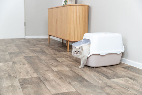 Eine Katze verlässt eine geschlossene Katzentoilette auf einem Holzboden in einem modernen Raum.