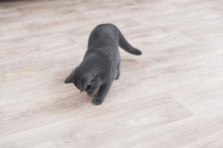 PHO_PRO_CAT_41311-3