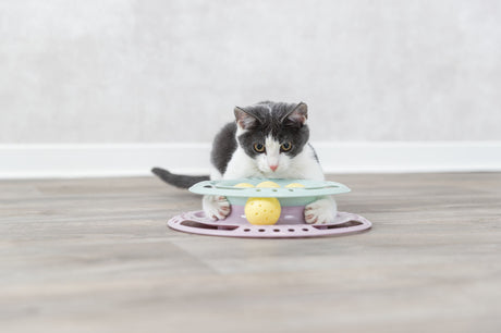 Eine Katze spielt mit einem Spielzeug mit gelben und grünen Elementen auf einem Holzboden vor einer weißen Wand.