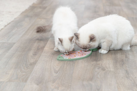 PHO_PRO_CAT_41369-4