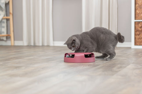 Graue Katze untersucht ein rosa Spielzeug auf dem Holzboden in einem Raum mit hellen Vorhängen.
