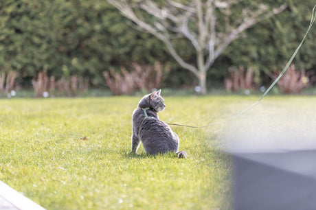 Graue Katze auf Wiese mit Leine, umgeben von Bäumen und Sträuchern im Hintergrund.