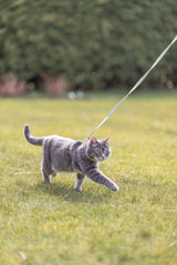 Graue Katze an einer Leine läuft im grünen Gras mit verschwommenem Hintergrund.