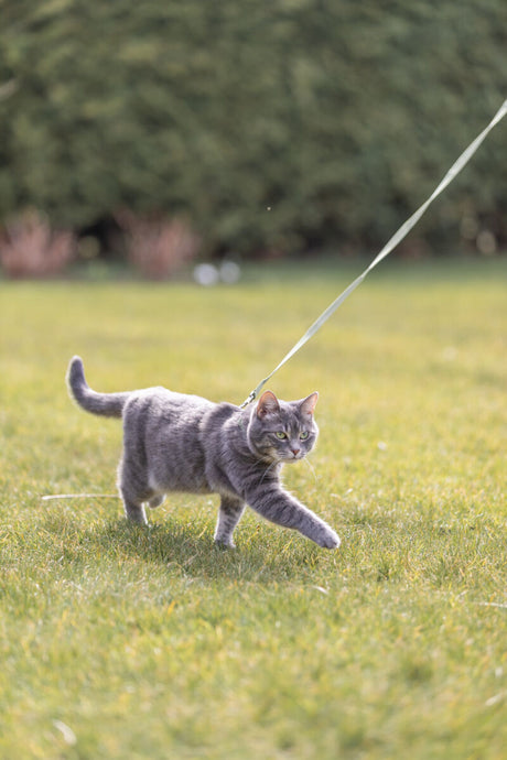 Graue Katze an einer Leine läuft im grünen Gras mit verschwommenem Hintergrund.