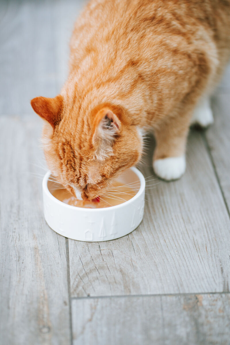 Rote Katze frisst aus einem weißen Napf auf einem holzfarbenen Boden.